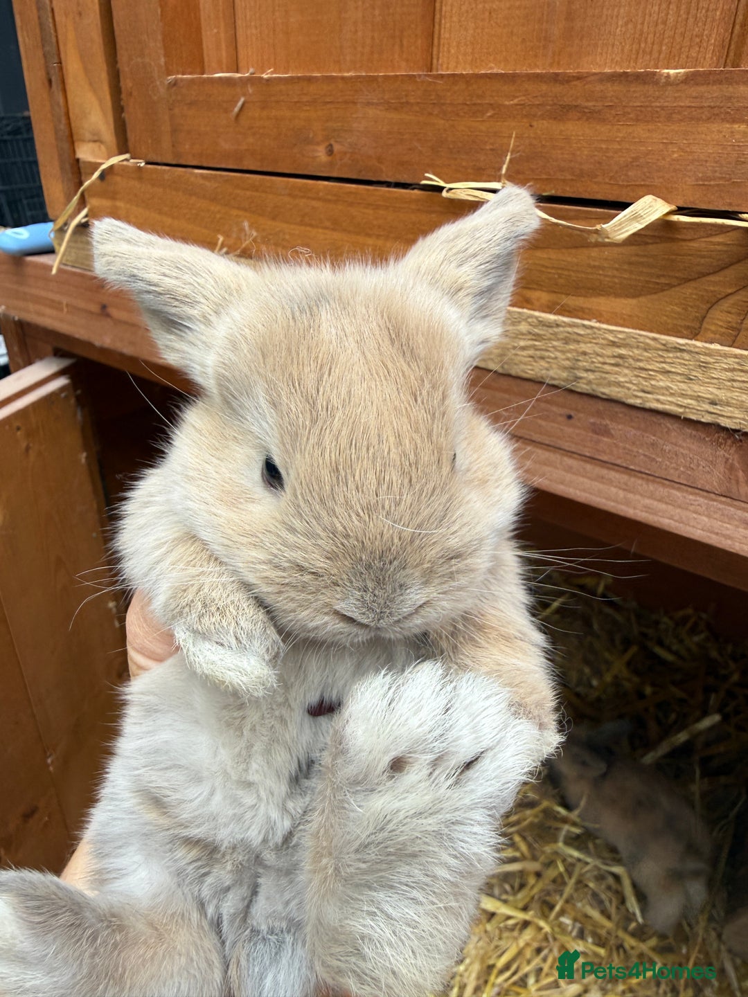 Mini Lion Lop rabbits for sale: Mini Lionhead X Lops - Image 2