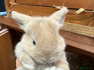 Mini Lion Lop rabbits - Advert 30
