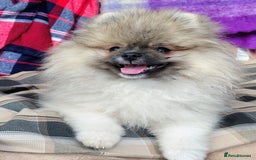 Pomeranian dogs for sale: Pom puppys with Kc reg , pedigree for sale in Taunton - Image 32
