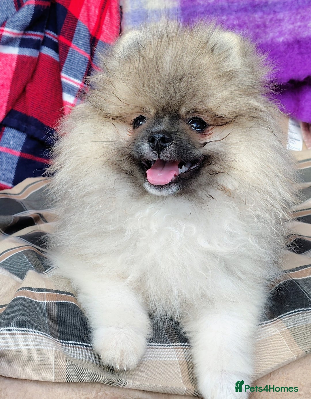 Pomeranian dogs for sale: Pom puppys with Kc reg , pedigree for sale in Taunton - Image 32