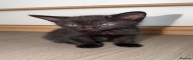 Mixed Breed 3
