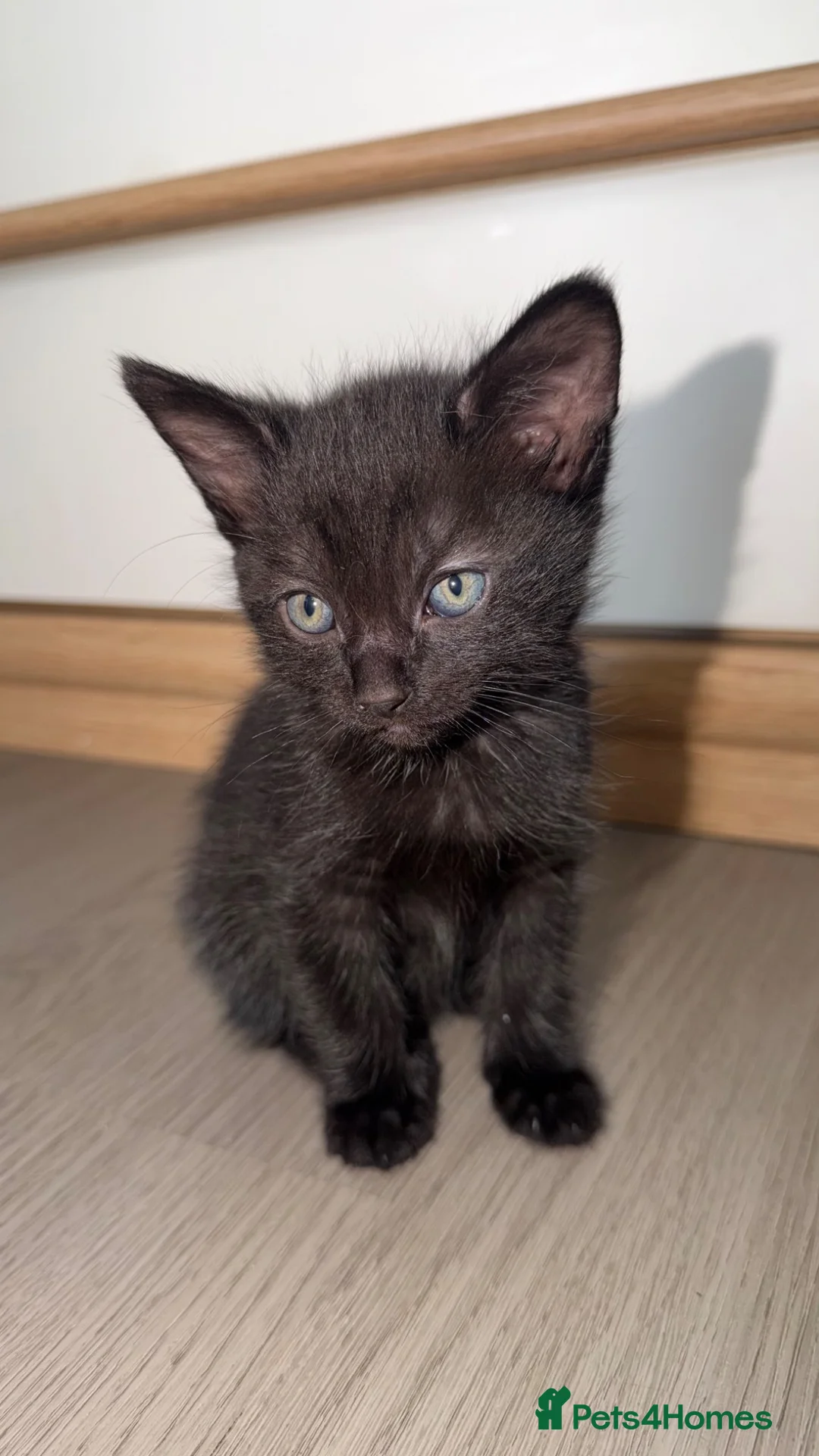 Mixed Breed cats for sale: Kittens for sale!  - Advert 1