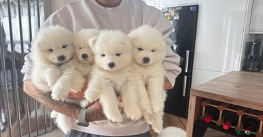 Samoyed dogs - Advert 4