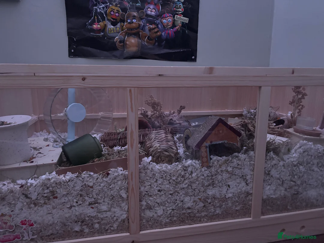 Hamster rodents for sale: Dwarf Russian Hamster 9 months old in Salisbury - Advert 6