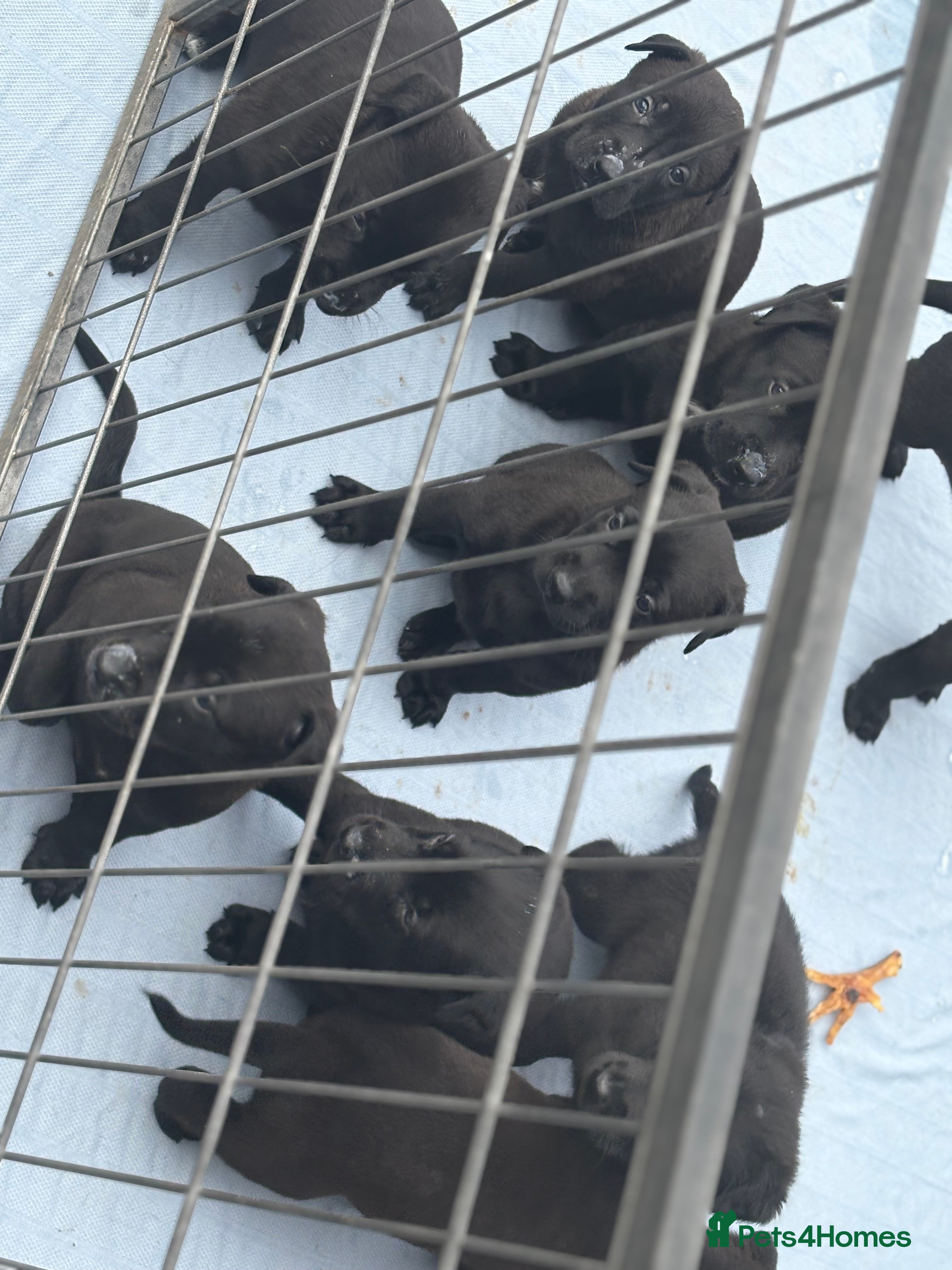 Mixed Breed dogs Malinois x German shepherd puppy’s  in Grays - Advert 1