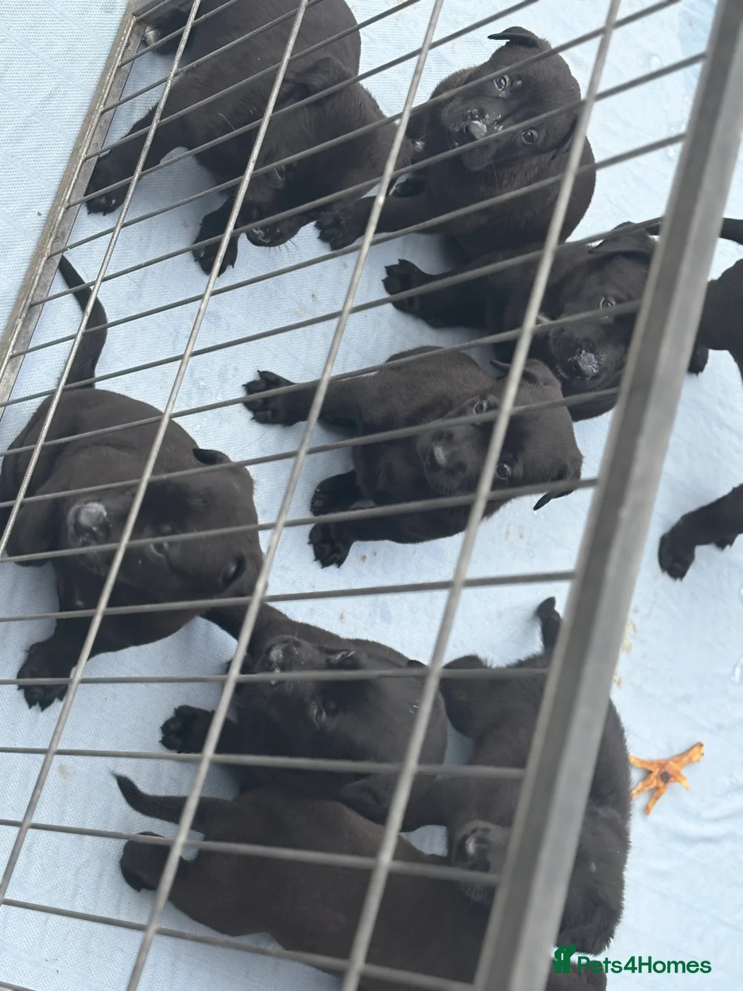 Mixed Breed dogs for sale: Malinois x German shepherd puppy’s  in Grays - Advert 1