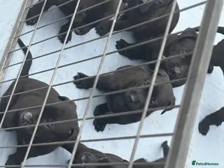 Mixed Breed dogs Malinois x German shepherd puppy’s in Grays - Advert 2