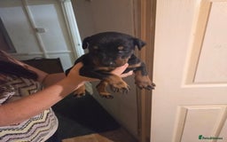 Dobermann dogs for sale: Kennel club registered Doberman puppies. - Image 7