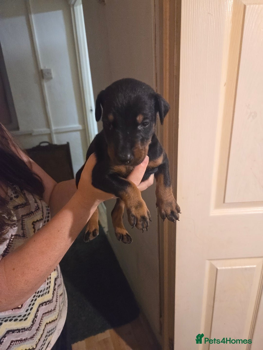 Dobermann dogs for sale: Kennel club registered Doberman puppies. - Image 7