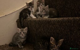 British Shorthair cats for sale: Five Cute boys for sale - Image 1