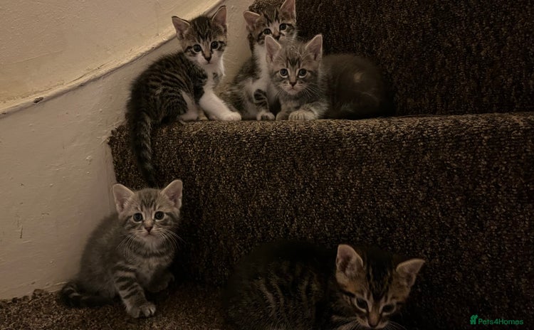 British Shorthair cats - Advert 1