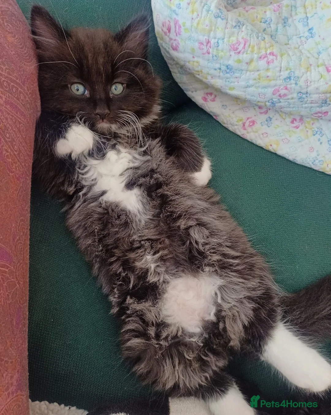 Mixed Breed cats for sale: Beautiful kittens - Advert 4