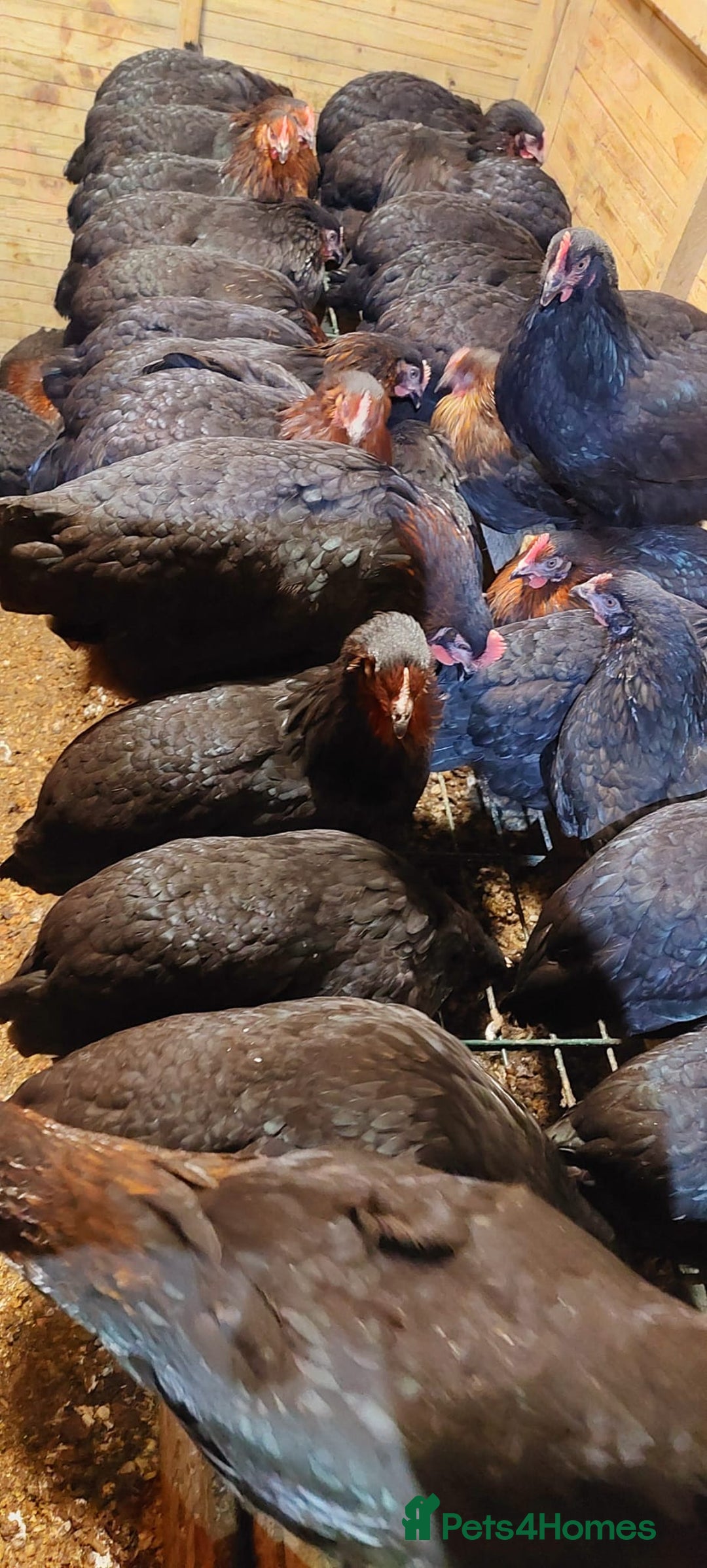 Hens poultry for sale: POL Hybrid French Black Copper Maran Hens  - Advert 10