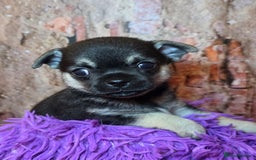 Chihuahua dogs for sale: CHIHUAHUA PUPPY  - Advert 6