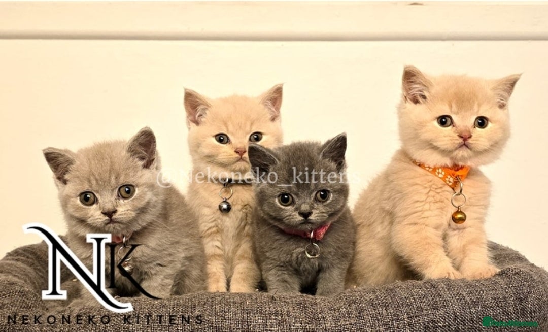 British Shorthair cats for sale: GCCF SHOW QUALITY BSH 👌 🥰🥰 - Image 8
