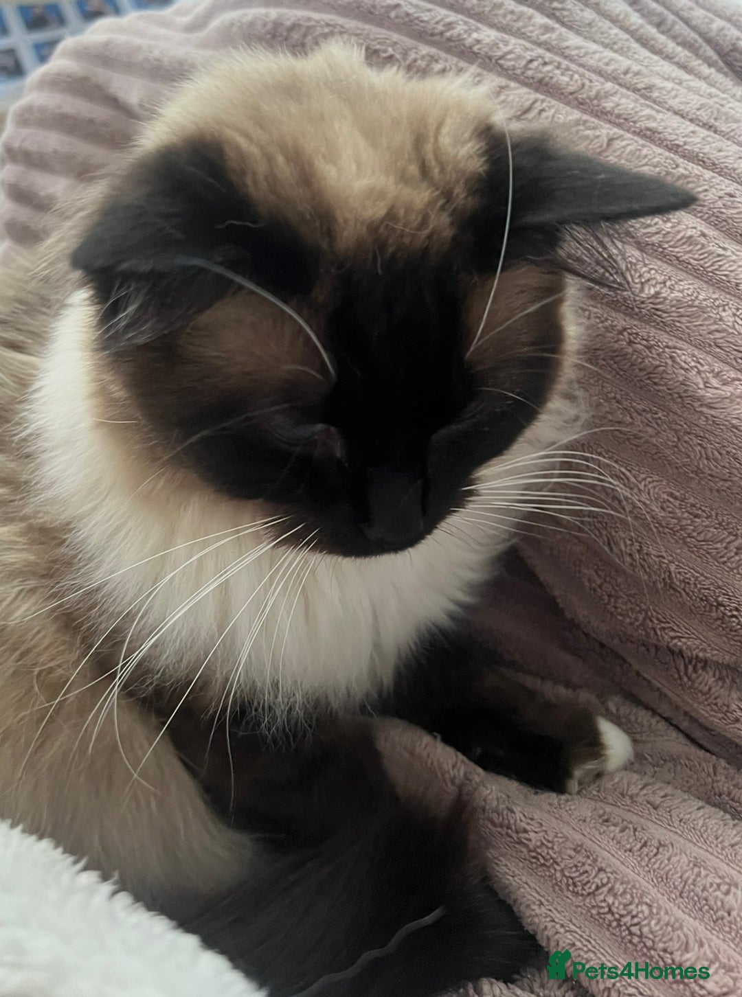Ragdoll cats for sale: Male Ragdoll 2.5 years  - Advert 4