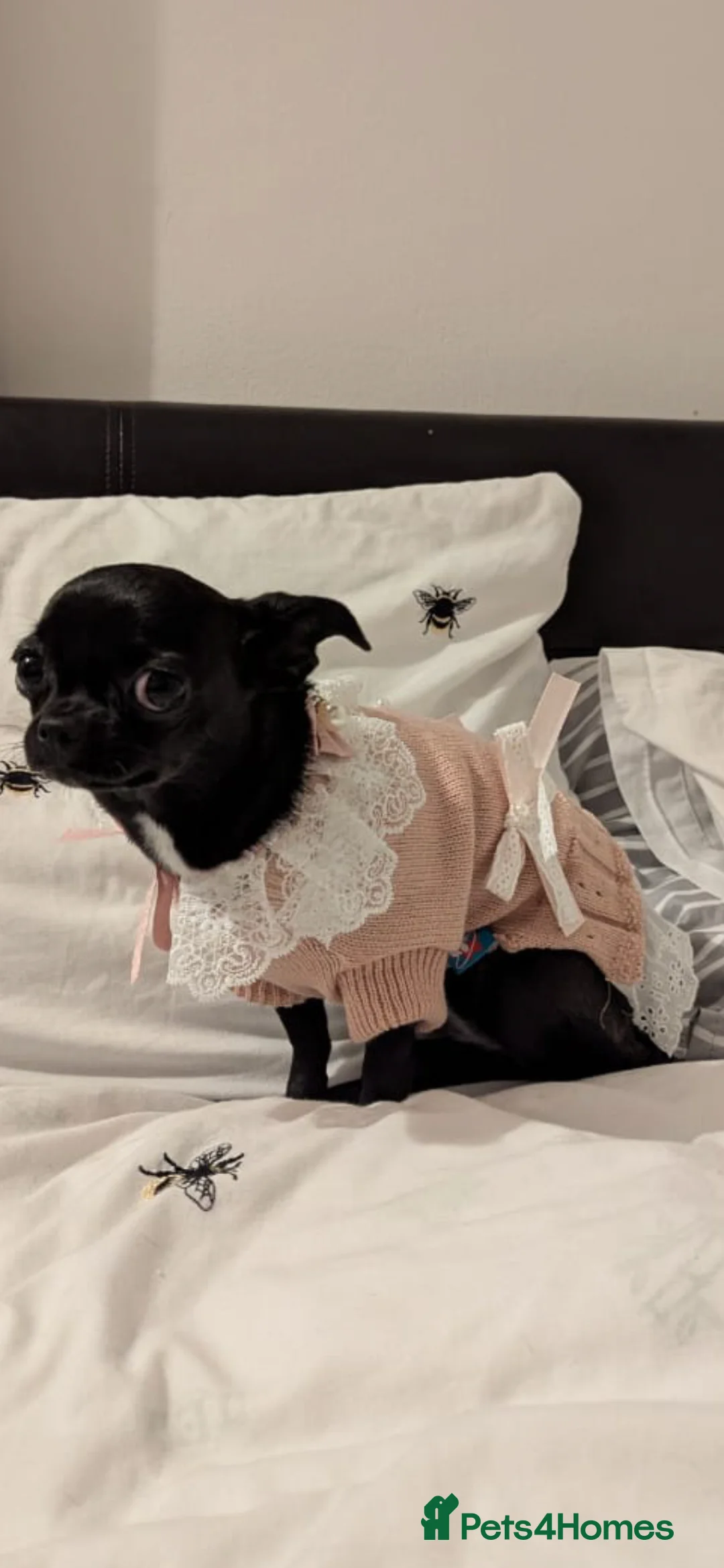 Chihuahua dogs for sale: Purebred Chihuahua puppies - Advert 2