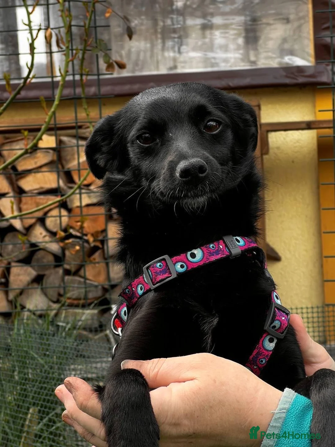 Mixed Breed dogs for adoption: ❤️🐶 PULKA – SHE OFFERS HER PAW… AND WHOLE HEART in Burton-on-Trent - Advert 2