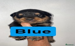 Rottweiler dogs for sale: 11 Chucky Rottweiler puppies for sale  - Image 10