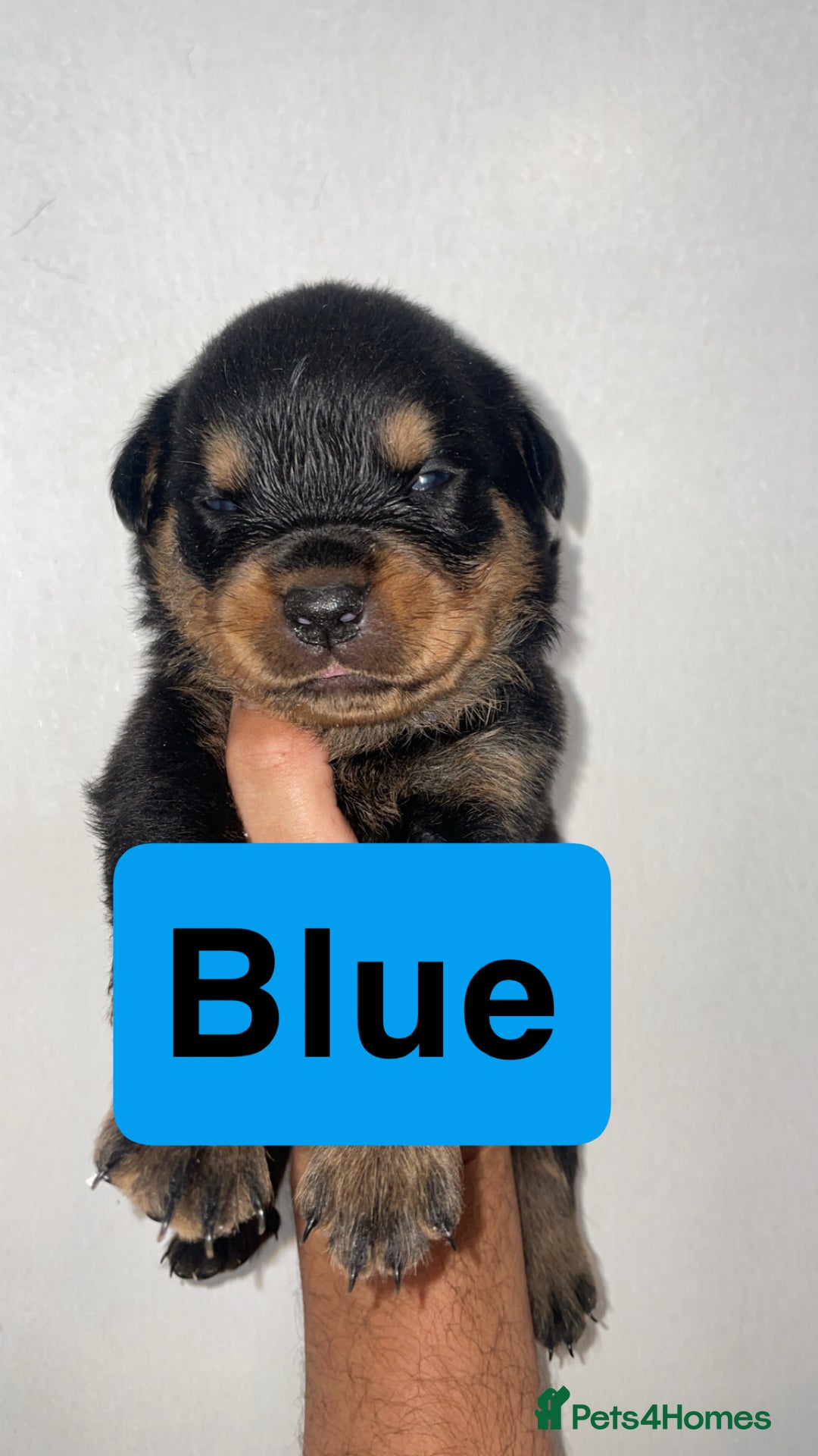 Rottweiler dogs for sale: 11 Chucky Rottweiler puppies for sale  - Image 10