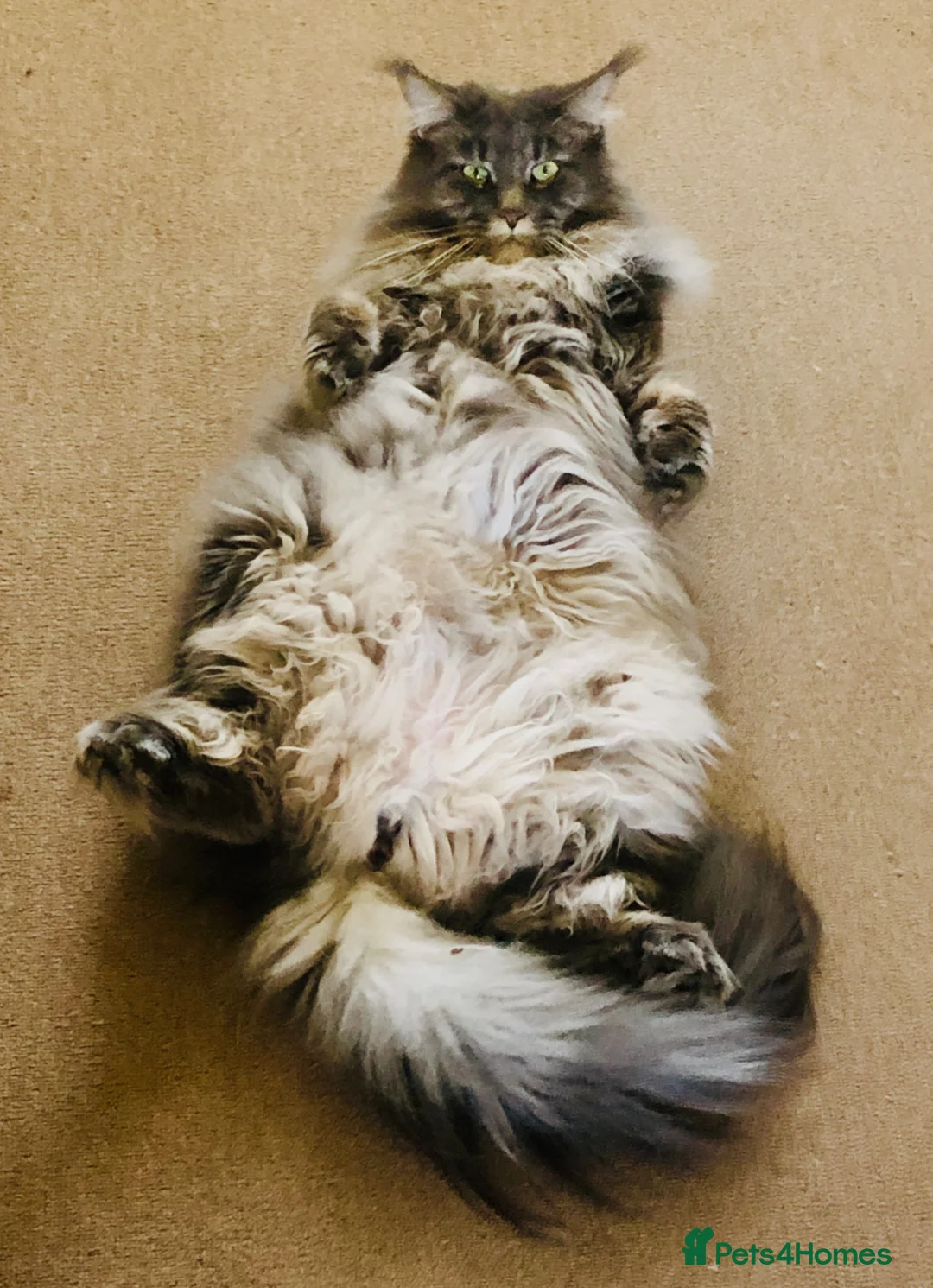 Maine Coon cats for sale: Blue Tabby Maine Coon Female  - Advert 3