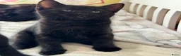 Mixed Breed cats for sale: 5 beautiful full black male kittens *ready now* - Advert 2