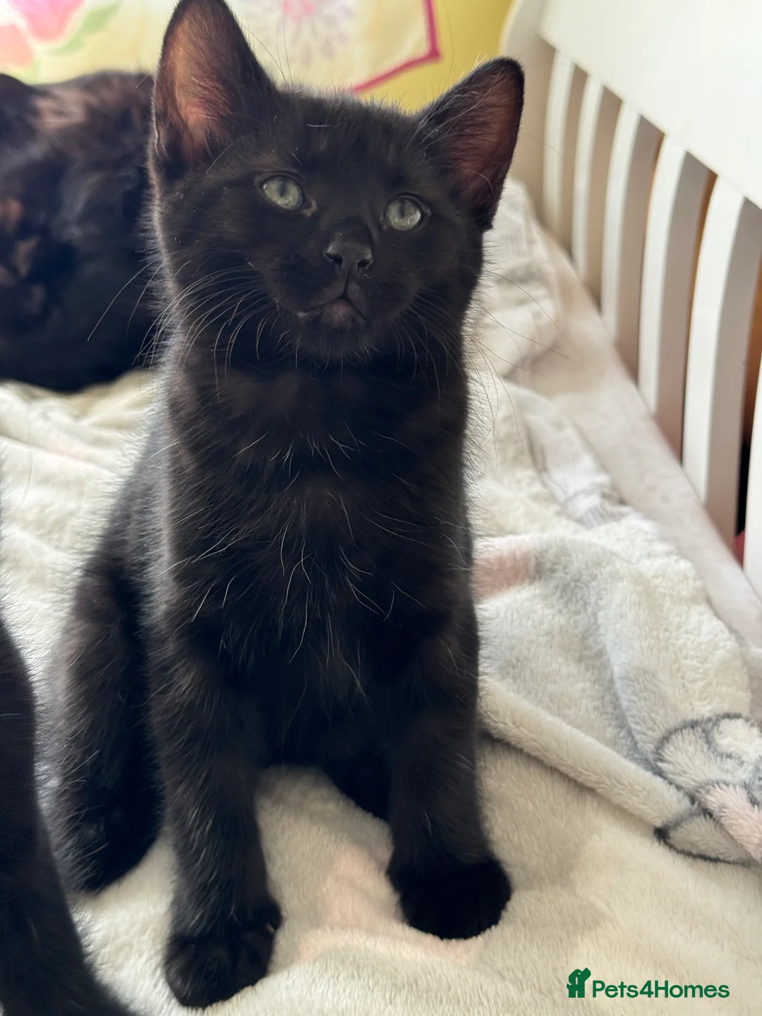 Mixed Breed cats for sale: 5 beautiful full black male kittens *ready now* - Advert 2