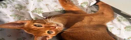 Abyssinian cats for sale: Pedigree Abyssinian boy for sale  - Advert 7