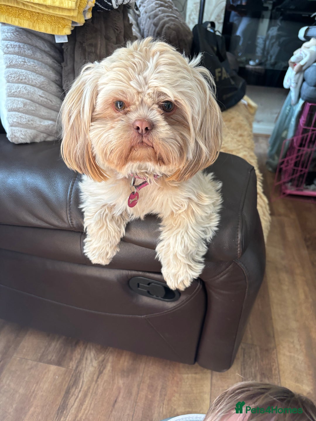 Shih Tzu dogs for sale: Imperial shih tzu puppies - Image 3