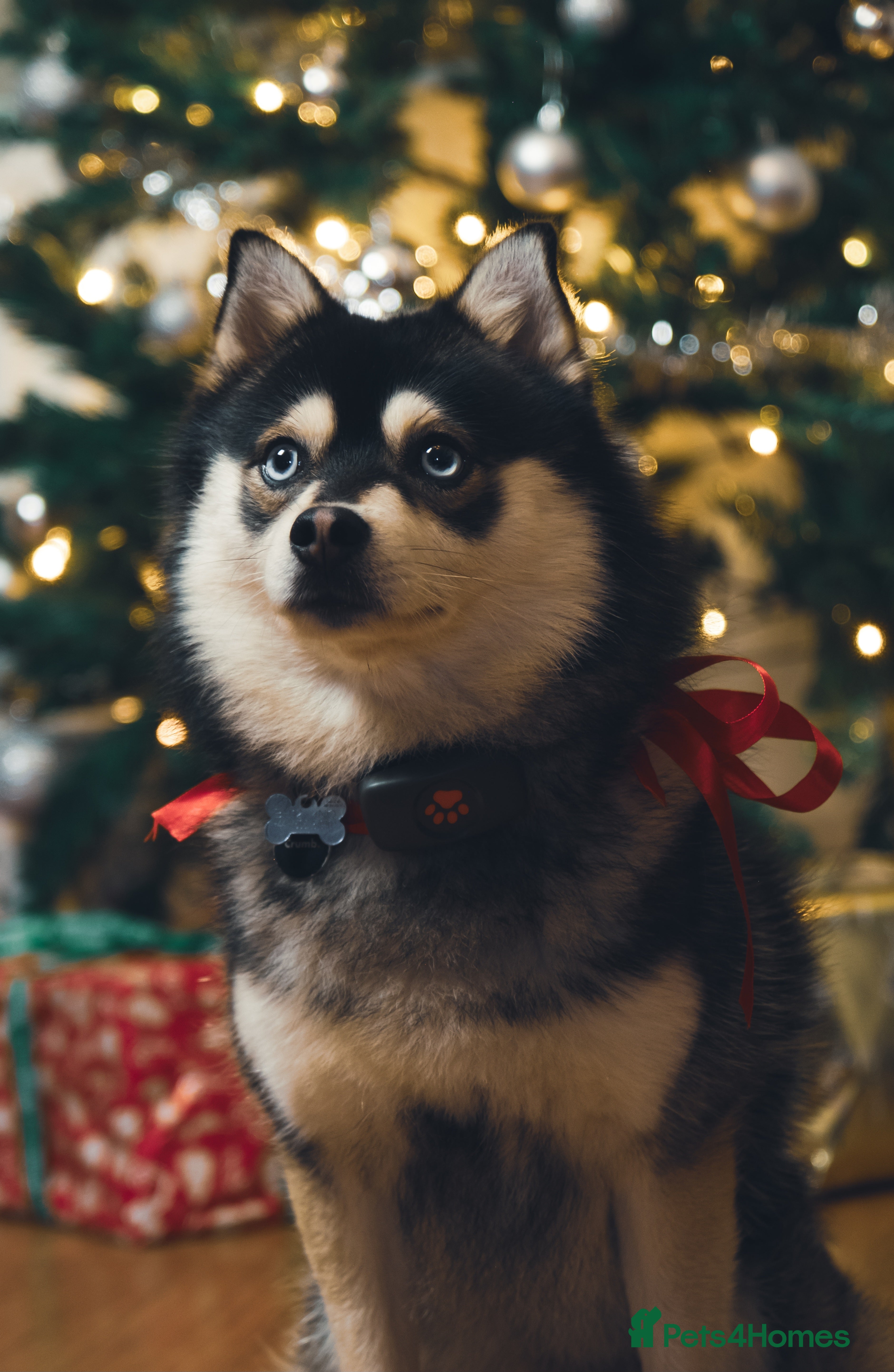 Pomsky dogs Pomsky Proven Stud | Blue Eyes  - Advert 5