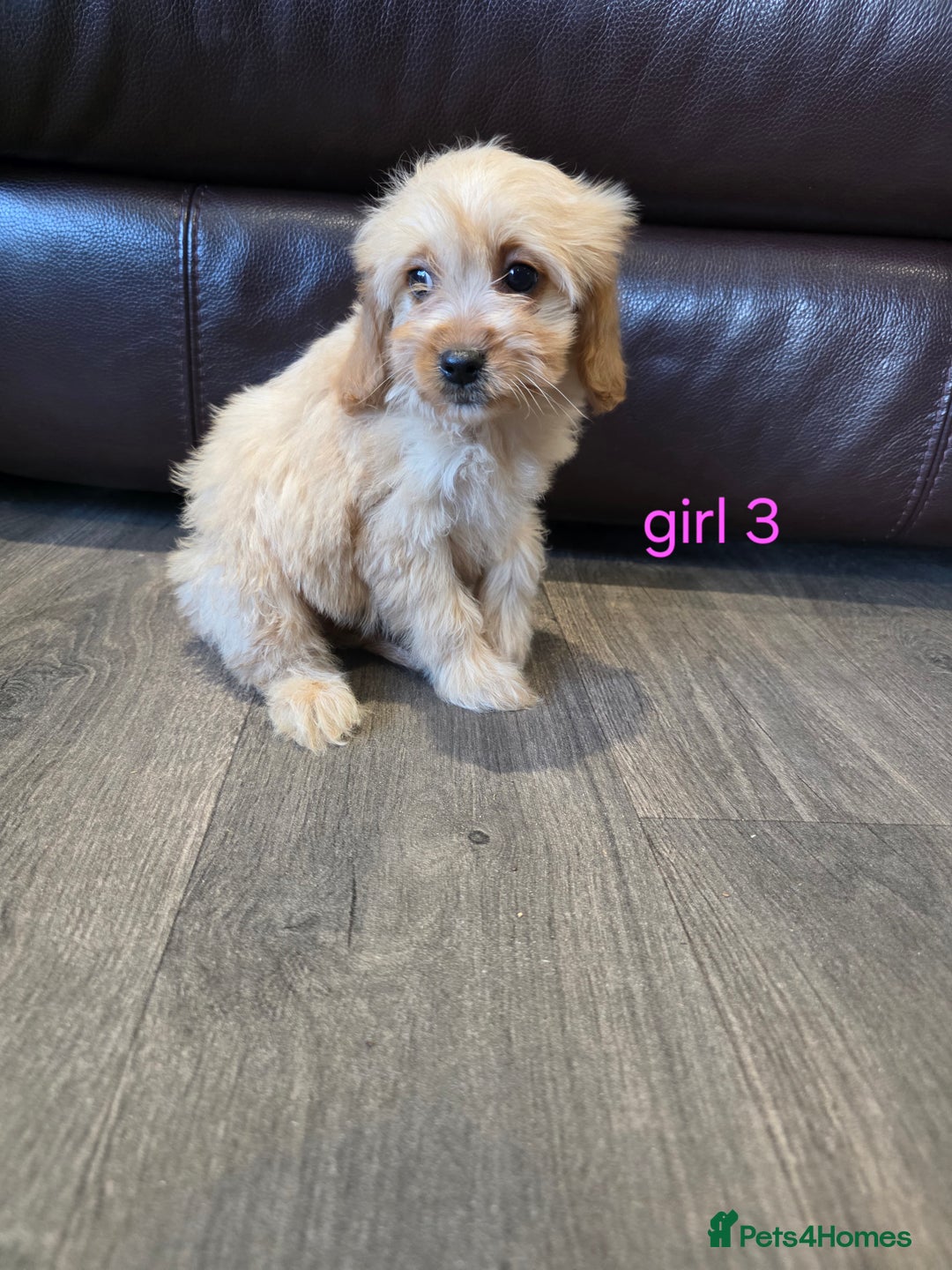Cockapoo dogs for sale: Adorable cockapoo pups ready to go 🐶 - Image 19