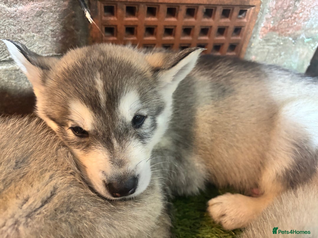Utonagan dogs for sale: 8 Huskey malamutes  - Image 20