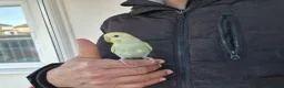 Budgerigars birds for sale: Super silly hand tamed baby budgies  - Advert 17