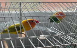 Lovebirds birds for sale: Two Lovely Lovebirds, Shrek and Fiona! - Image 3