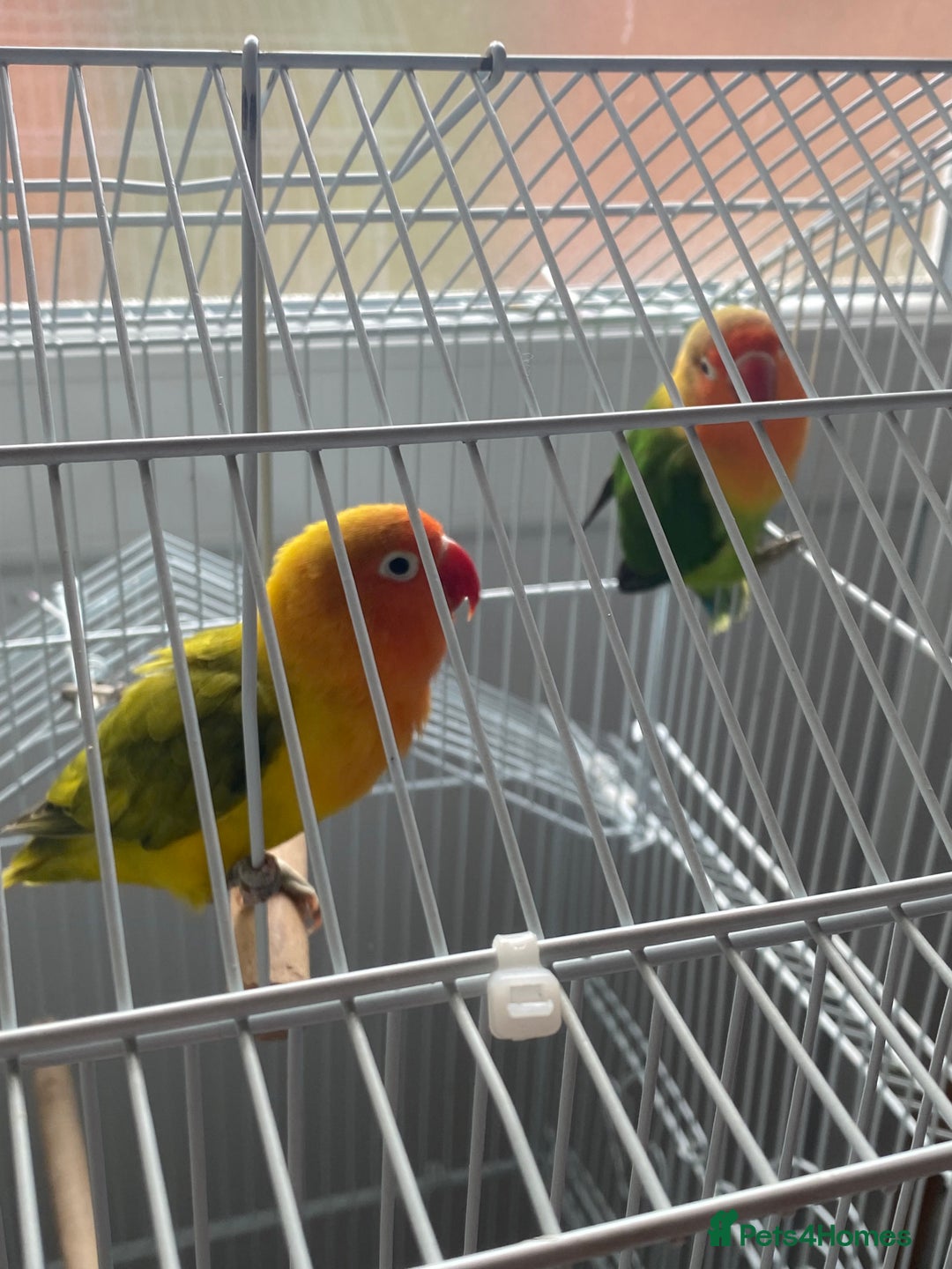 Lovebirds birds for sale: Two Lovely Lovebirds, Shrek and Fiona! - Image 3