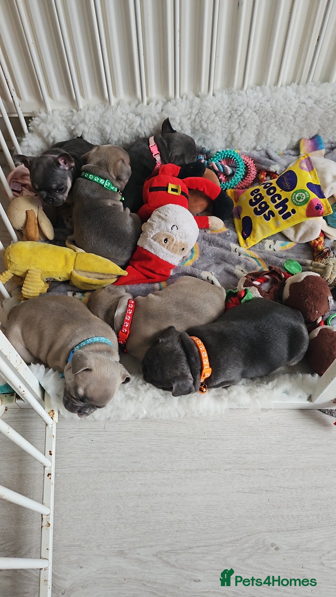 French Bulldog dogs for sale: KC REGISTERED BLUE & TAN FRENCHIES BOYS & GIRLS - Image 5