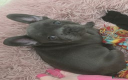 French Bulldog dogs for sale: Ready now Beautiful French bulldog puppies - Image 3