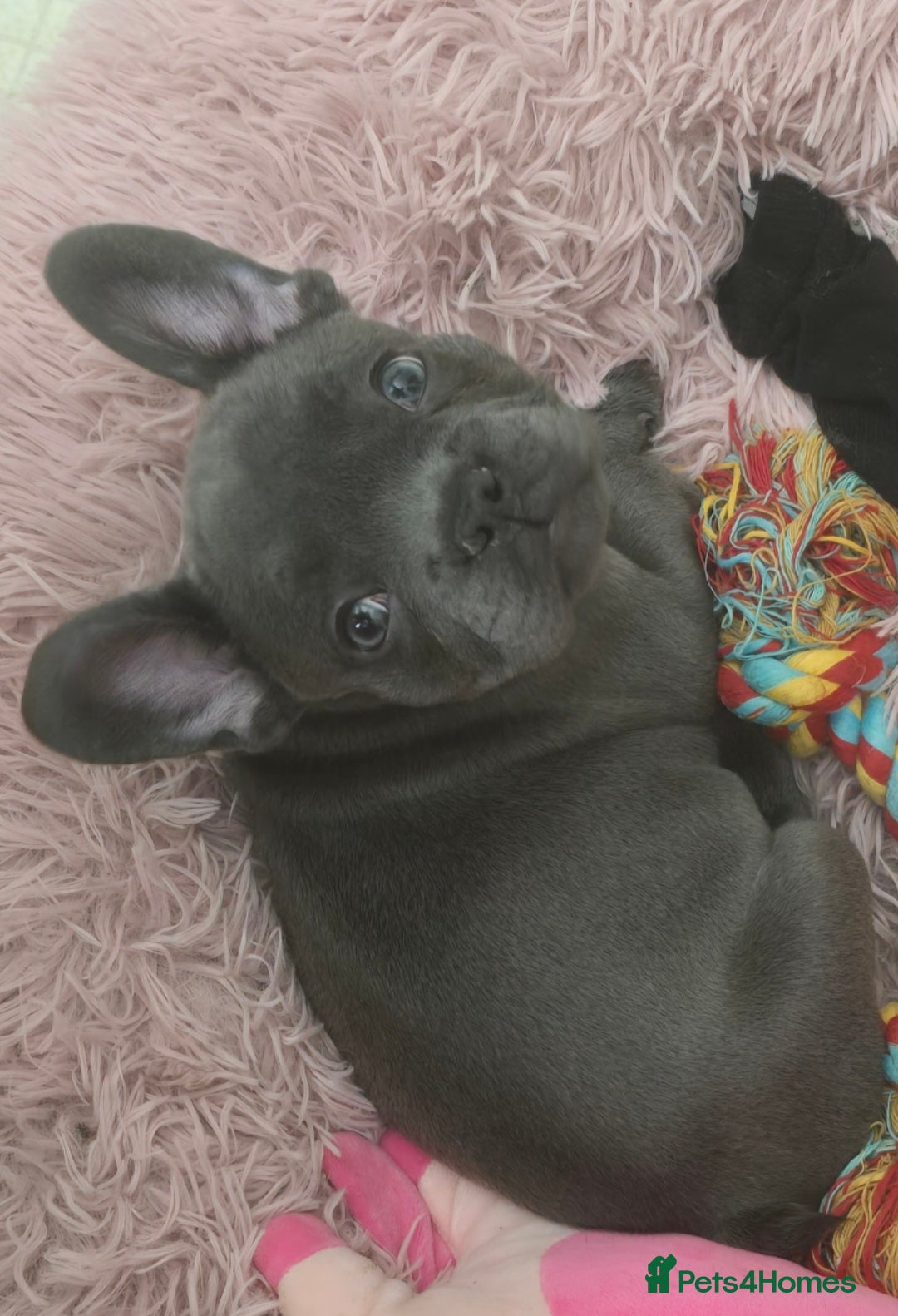 French Bulldog dogs for sale: Ready now Beautiful French bulldog puppies - Image 3