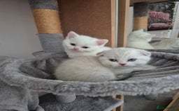 Scottish Fold cats for sale: Scottish Fold /straight  - Image 13