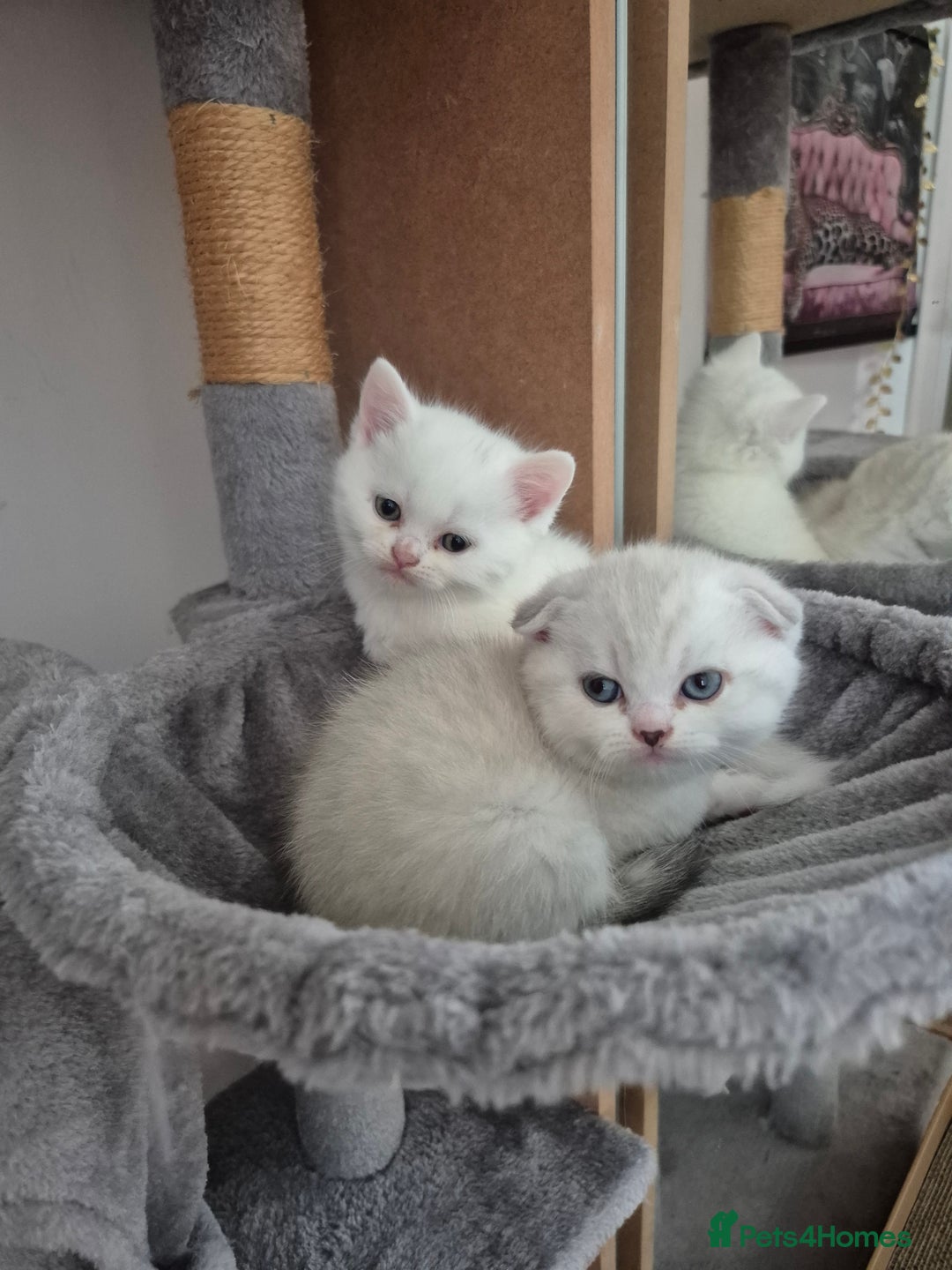 Scottish Fold cats for sale: Scottish Fold /straight  - Image 13