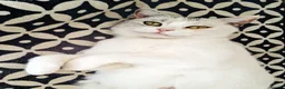 British Shorthair cats for sale: Gorgeous British Shorthair Kittens - READY NOW - Advert 16