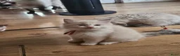 Ragdoll cats for sale: Ragdolls - Advert 25