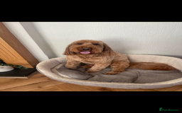 Cockapoo dogs for sale: Cockapoo - Image 18