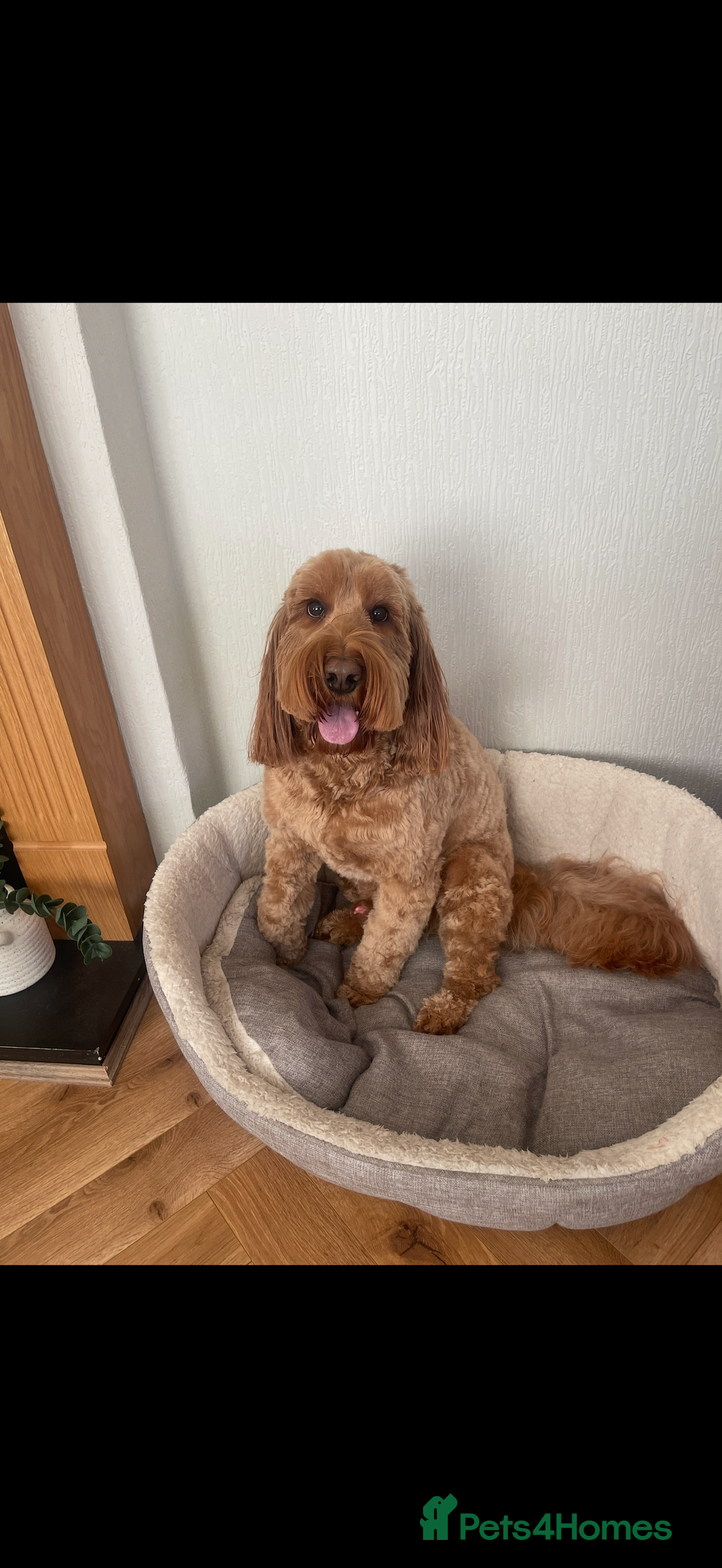 Cockapoo dogs for sale: Cockapoo - Image 18