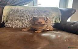 Miniature Dachshund dogs for sale: Miniature Dachshund Puppies - Image 3