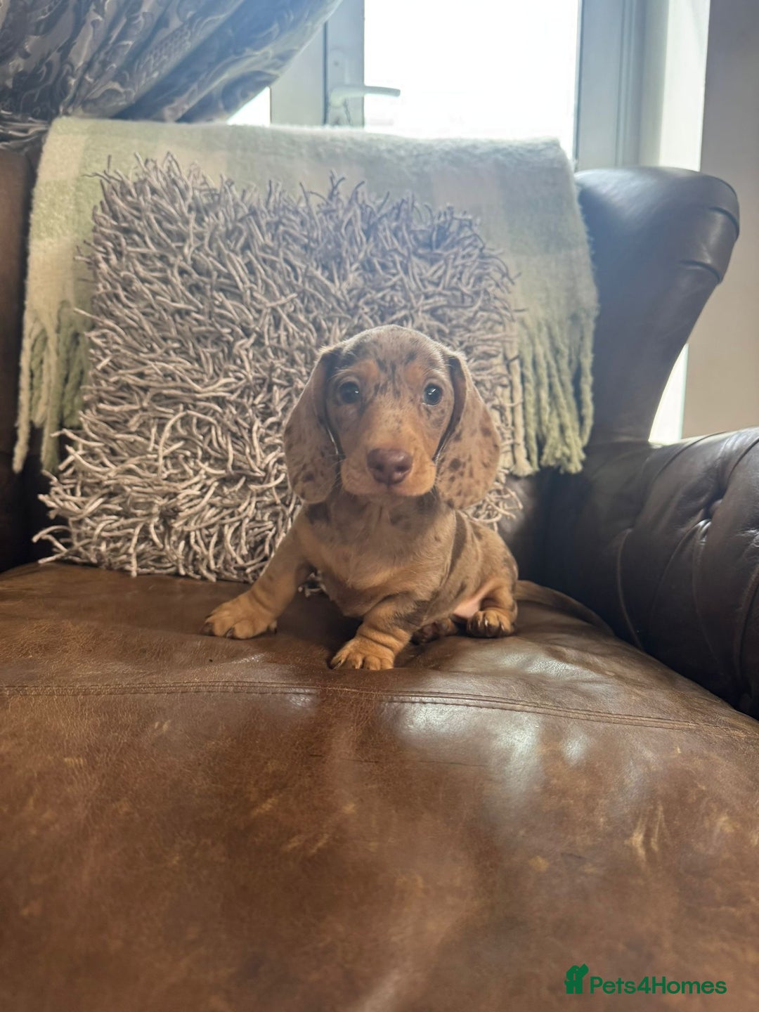 Miniature Dachshund dogs for sale: Miniature Dachshund Puppies - Image 3