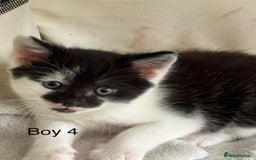 Mixed Breed cats for sale: 4 Gorgeous little boys  - Image 14