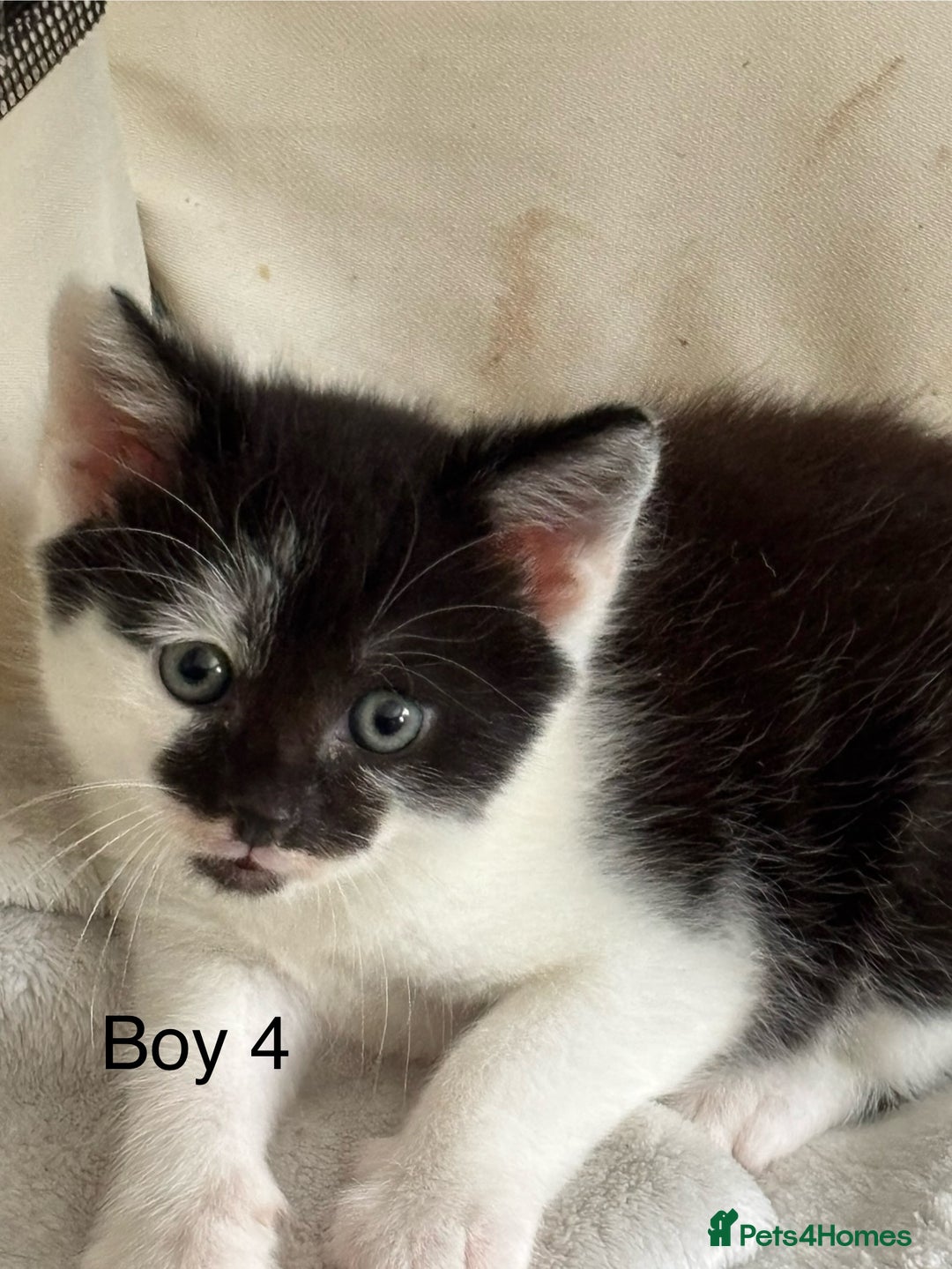 Mixed Breed cats for sale: 4 Gorgeous little boys  - Image 14