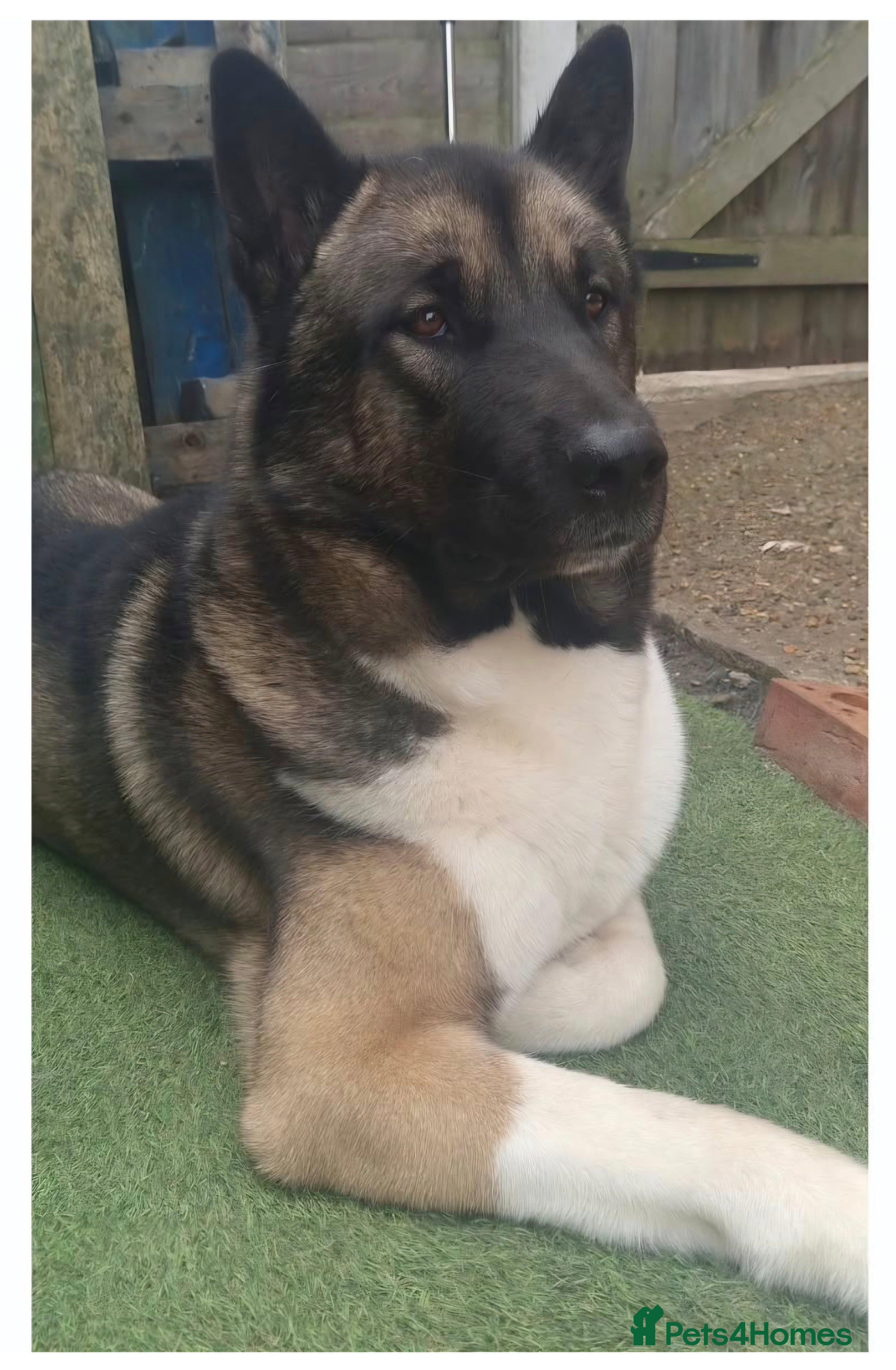 Huskita dogs Evan Almighty! Handsome Huskita. - Advert 2