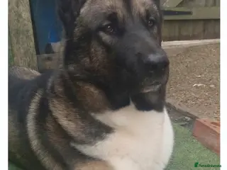 Huskita dogs Evan Almighty! Handsome Huskita. - Advert 2